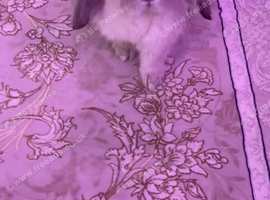 bunny