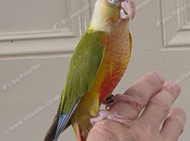 Hand reared pineapple gcc
