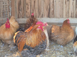 Pekin hatching eggs and chicks