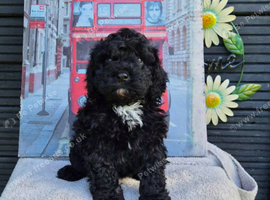 STUNNING CAVAPOO boy with blue eyes!