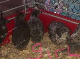 SEXED QUAILS/CHINESE PAINTED BUTTONS !