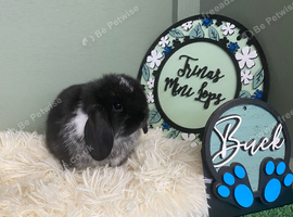 Baby Mini Lop - 1 Left Ready 19th August