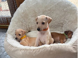 Gorgeous litter Italian greyhound
