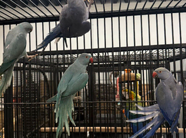 Stunning Various Baby Indian Ringnecks