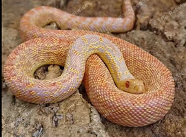 Male Albino Golpher Snake with viv