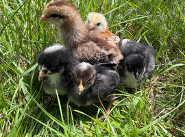 Week old hybrid chicks