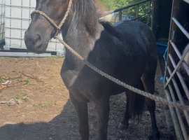 Steel grey yearling colt to make 14