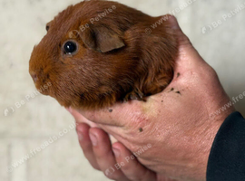 Boar guinea pigs
