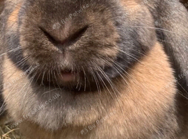 Female lop for rehoming