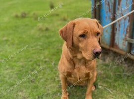 Labrador 4 years old