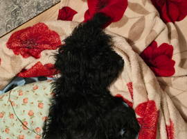 Lovely black maltipoo