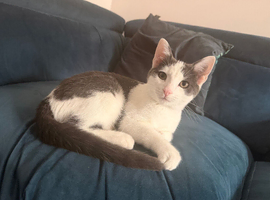 Sweet & Playful 6-Month-Old Kitten Looking for Loving Home