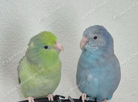 Bonded pair of parrotlets