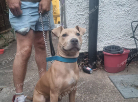 Staffordshire bull terrior