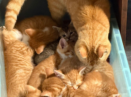 Kittens