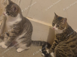 Kittens for sale