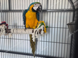 2 yr old macaw