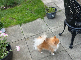 KC Reg POMERANIAN BITCH