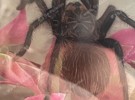 Purple bloom tarantula