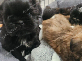 Shihtzu puppys