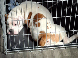 Johnson american bulldog for sale