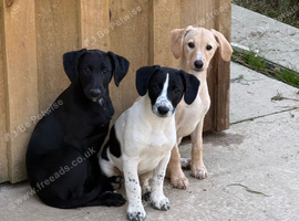 Beautiful pups ready to go only 2 left