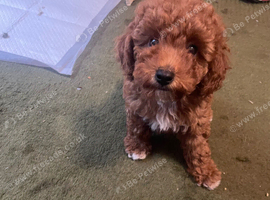 toy poodle