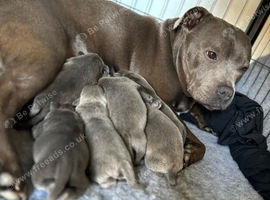 Kc Registered Home Raised Blue Staffordshire Bull Terrier Puppies