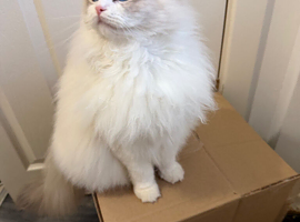 Female and kittens Bi colour European