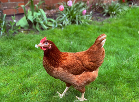 Brown Laying Hens for Sale