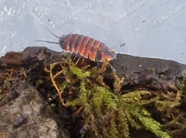 Ember bee Isopods