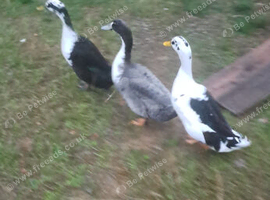 Runner duck drakes
