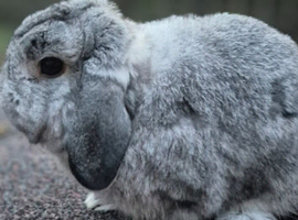 Chinchilla buck