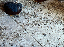 Quail