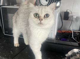 British shorthair kitten