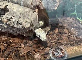 Male Hog island boa