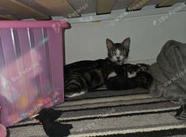 9 kittens