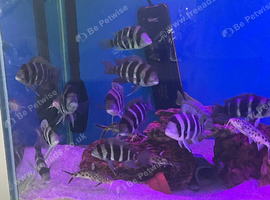 Job lot of fish
