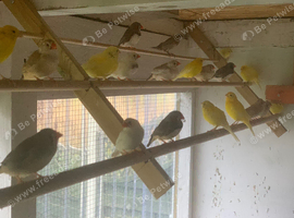 Zebra finches
