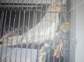 Cockatiel for sale