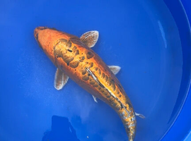 Koi carp, 50cm Doitsu ogon