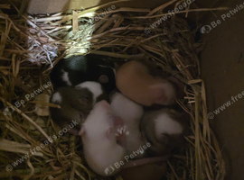 I have 3 females for sale