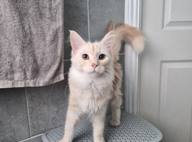 Mainecoon 7 months