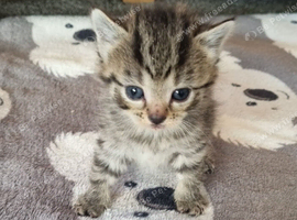Kittens available to reserve