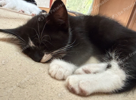 8 week old kittens