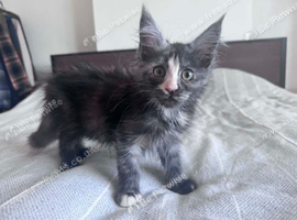 !!!urgent!!! Beautiful smoke torti maincoon