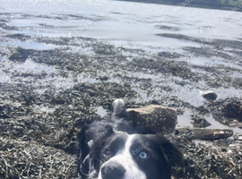 Desperate home needed