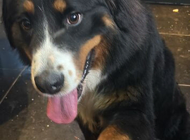 Stunning female Bernese for new home
