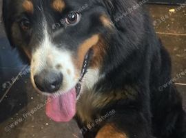 Gorgeous 1 year old Bernese female