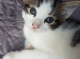 5‑week‑old male kitten ready for reservation